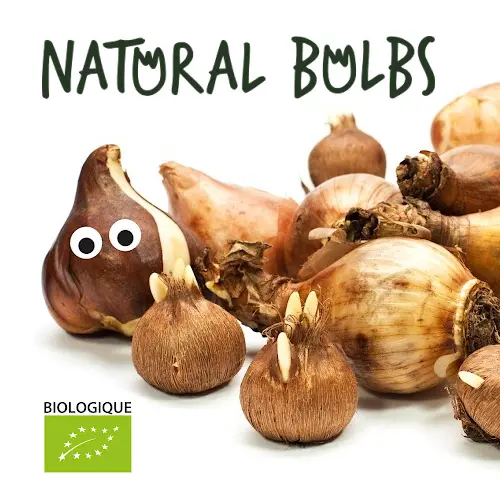Natural Bulbs | Notre passion pour la nature