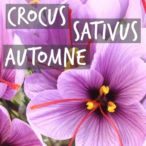 Natural Bulbs | Crocus sativus automne (Safran)