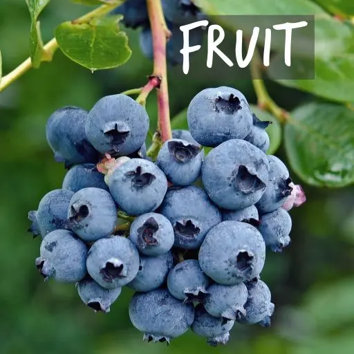 Arbustes fruitiers cultivés biologiquement Natural Bulbs