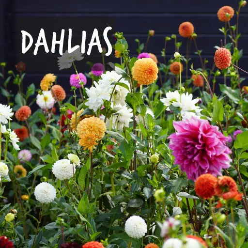 Dahlias cultivés biologiquement Natural Bulbs