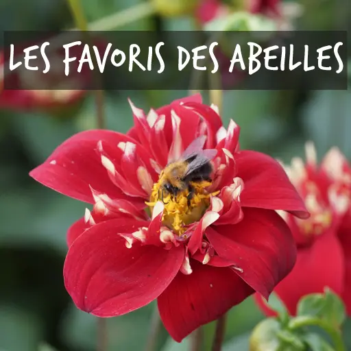 Plantes cultivées biologiquement pour les abeilles Natural Bulbs