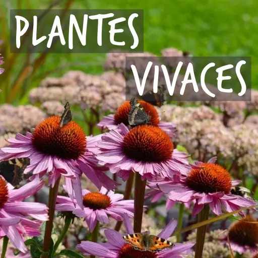 Plantes vivaces cultivées biologiquement Natural Bulbs