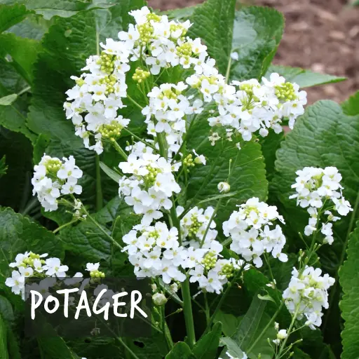 Plantes cultivées biologiquement pour votre potager Natural Bulbs