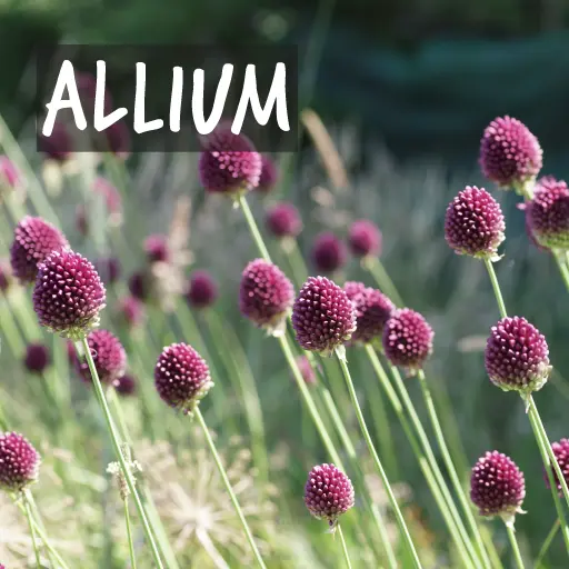 Bulbes d'allium biologiques Bulbes d'allium biologiques