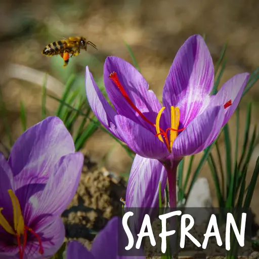 Crocus sativus biologique - Crocus à safran Crocus sativus biologique - Crocus à safran