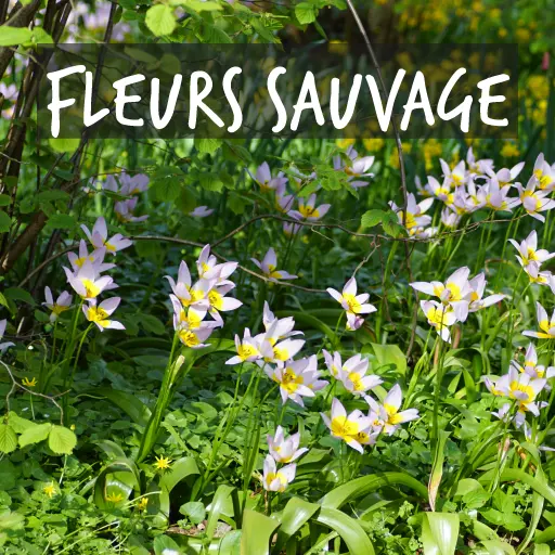 Bulbes de fleurs biologiques adaptés à la naturalisation Bulbes de fleurs biologiques adaptés à la naturalisation