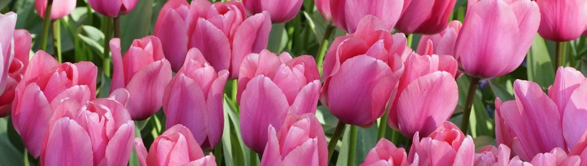 Mélange de bulbes de tulipes bio – Toutes les couleurs