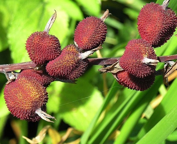 Canna oranje - BIO-1