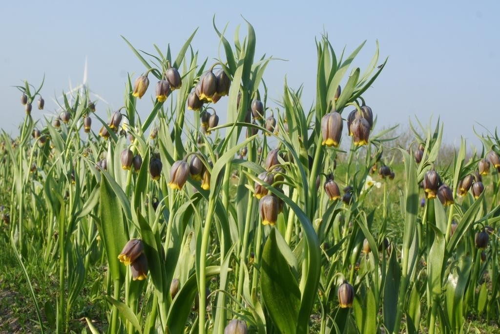 Fritillaria uva-vulpis - BIO-1