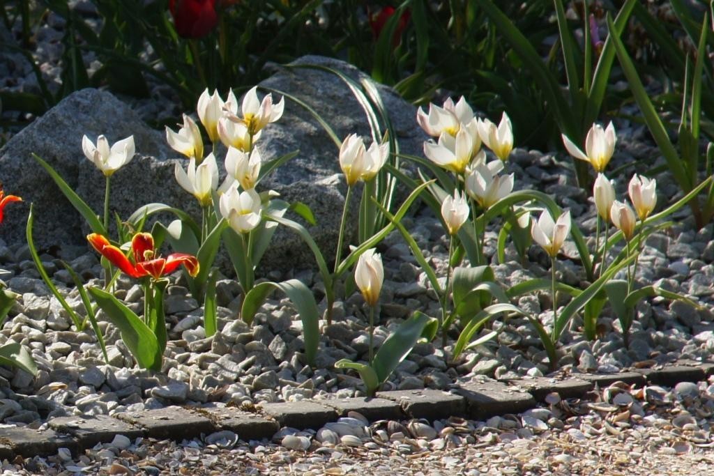 Tulipa Polychroma - BIO-1