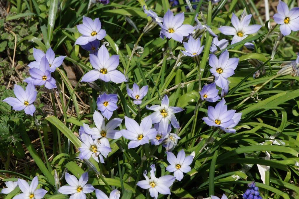 Ipheion uniflorum - BIO-1