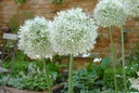 Allium Mount Everest - BIO -1