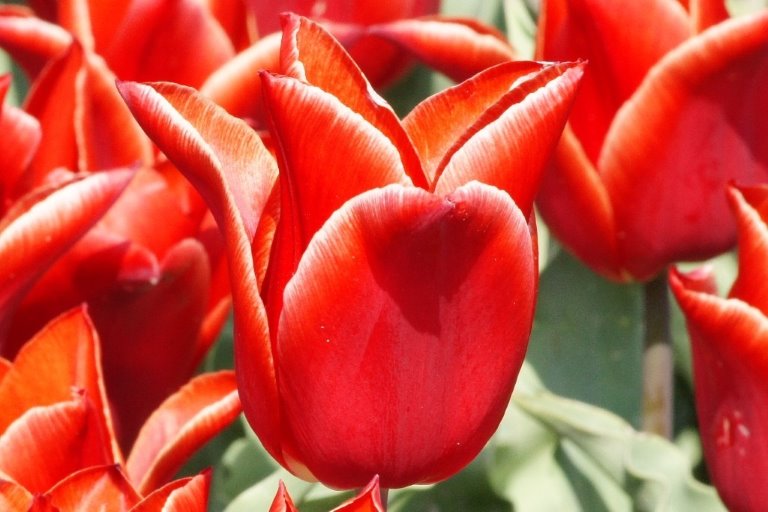 Tulipa Lilystar - BIO-1