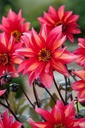 Dahlia Waltzing Mathilda - BIO-1