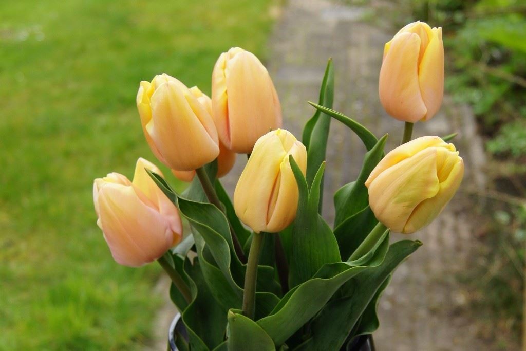 Tulipa Mango Charm-1