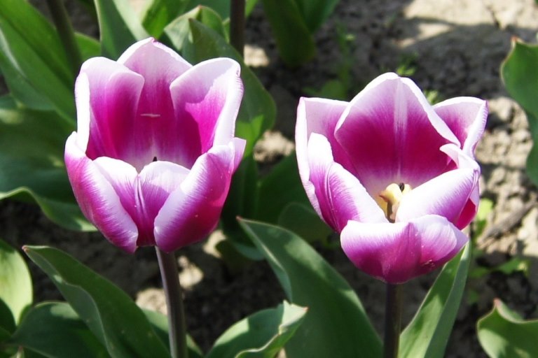 Tulipa Synaeda Blue - BIO-1