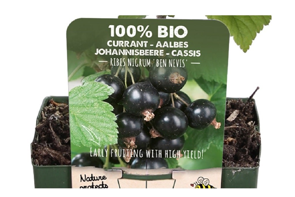 Zwarte aalbes struik - BIO