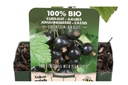 Zwarte aalbes struik - BIO