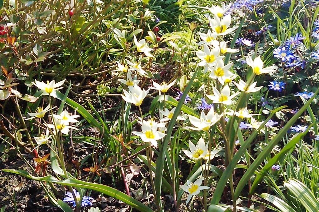 Tulipa Turkestanica - BIO-1