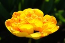 Tulipa Sun Lover - BIO-1