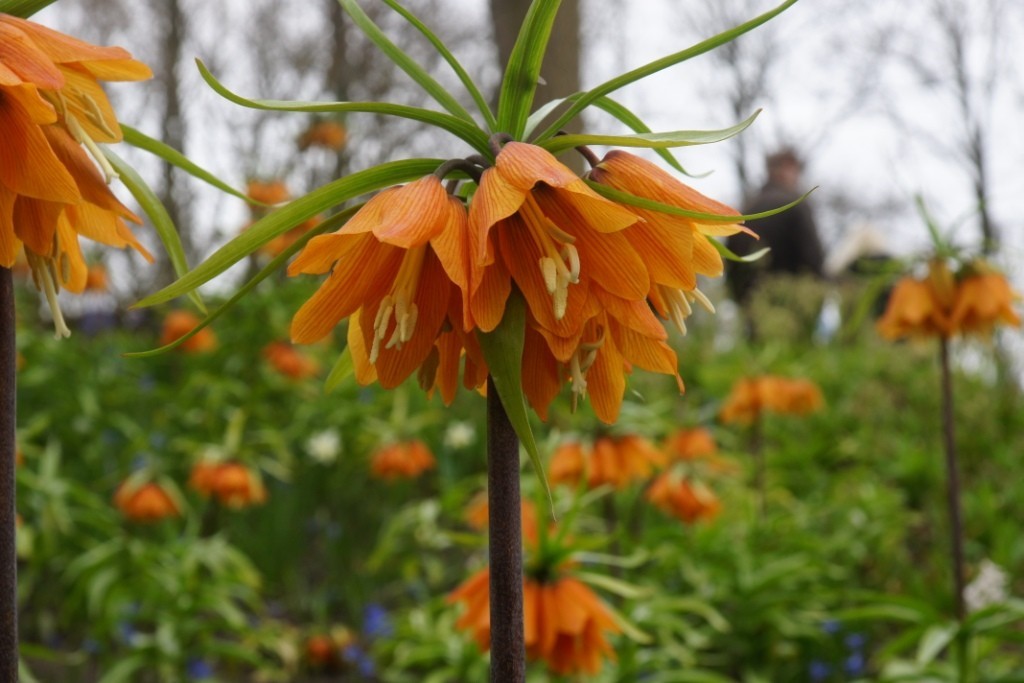 Fritillaria imp. Early Dream - BIO-2