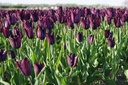 Tulipa Havran - BIO-2