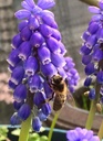 Muscari armeniacum - BIO-2