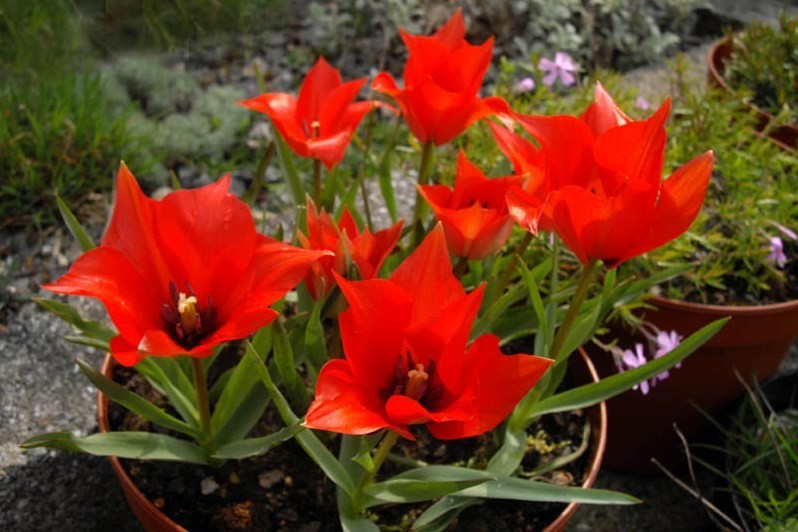 Tulipa Linifolia - BIO-2