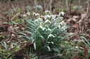 Sneeuwklokjes (Galanthus nivalis) BIO-3