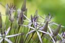 Allium Christophii - BIO