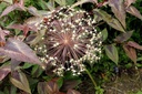 Allium Christophii - BIO