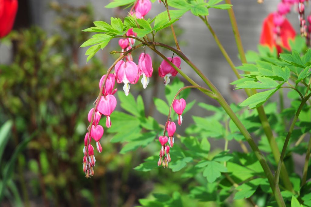 Dicentra spectabilis - ORG