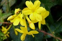 Jasminum nudiflorum - BIO