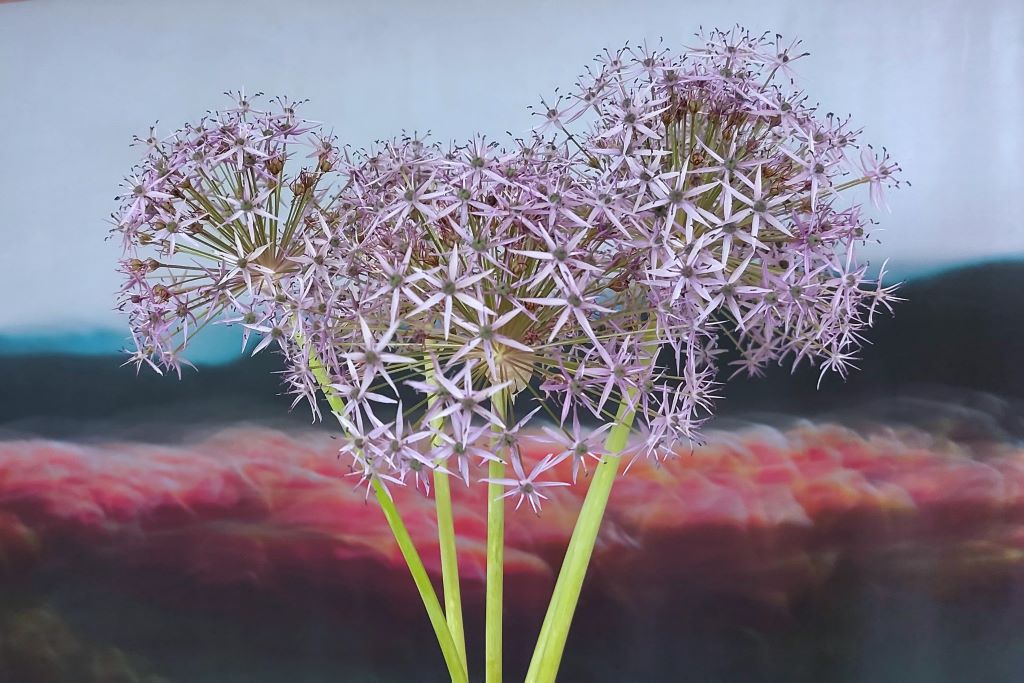 Allium Violet Beauty - BIO