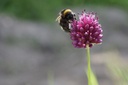 Allium Sphaerocephalon - BIO