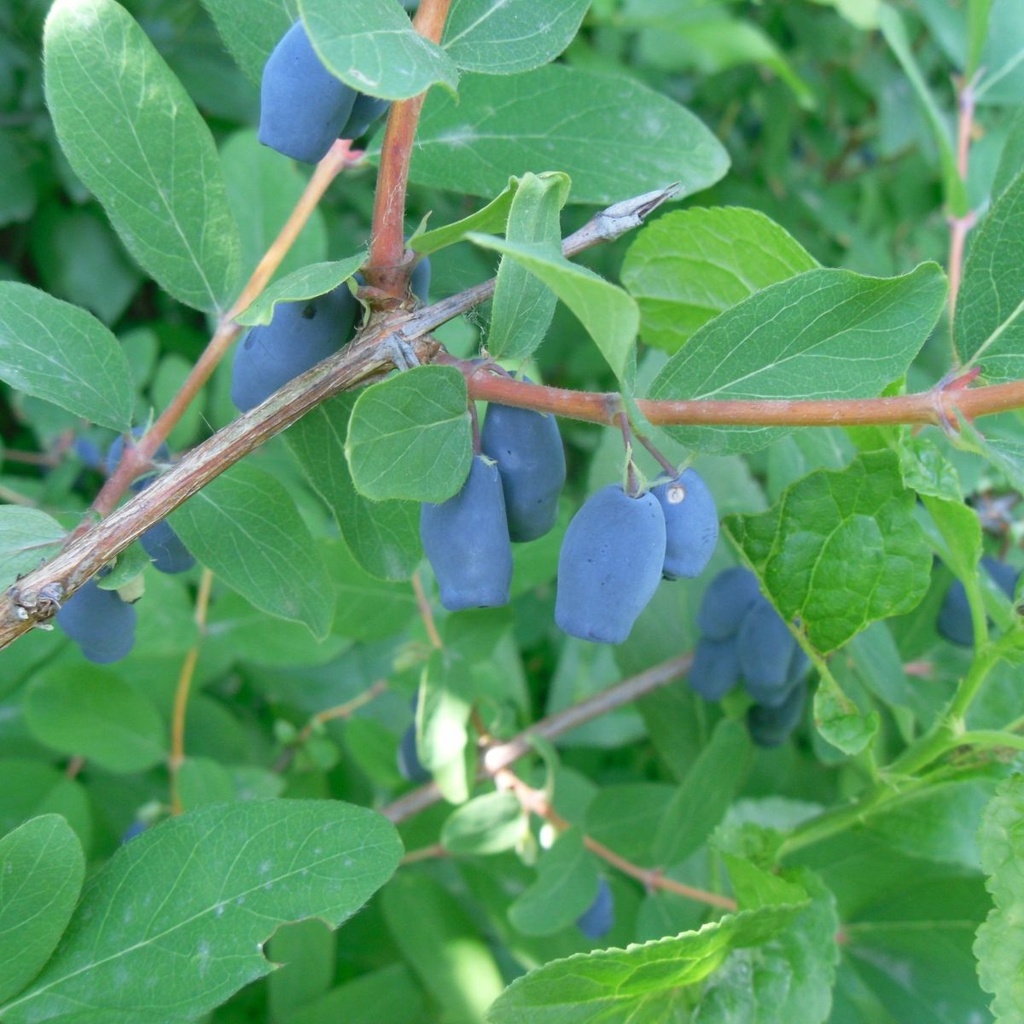 Kamperfoelie (Eetbare Honingbessen) - BIO