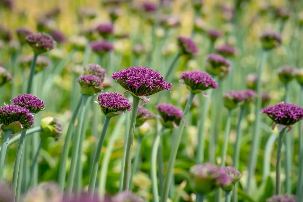 allium-magic-s08.webp