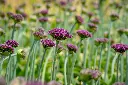 allium-magic-s08.webp