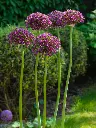 allium-magic-04.webp