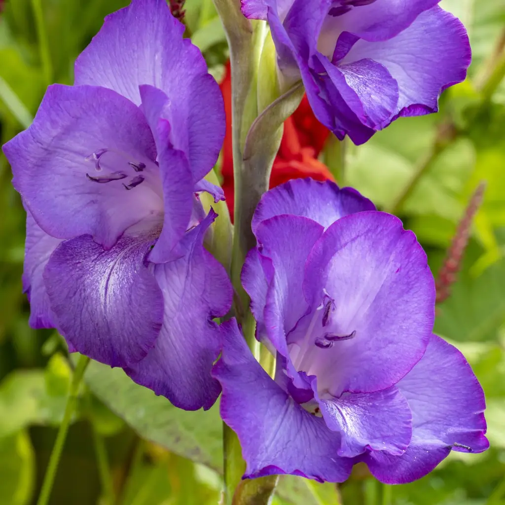 Gladiolus-Purple (ibulb 249054).webp