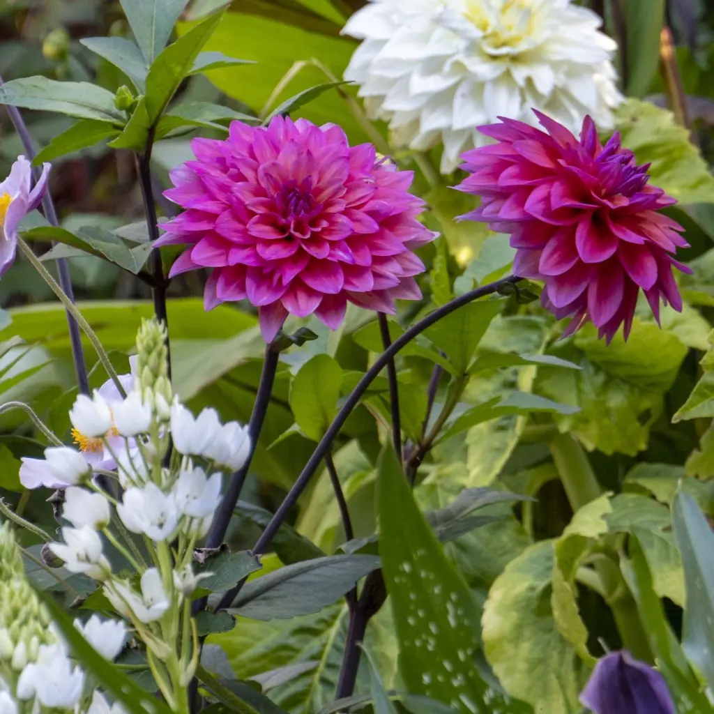 Dahlia-Le-Baron (ibulb 248868).webp