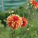Dahlia-Japlou-DSC05348.webp