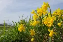 Narcissus-Tete-a-Tete DSC05165.webp