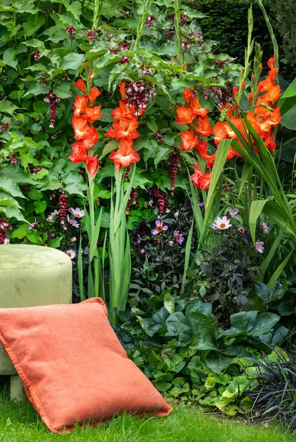 Gladiolus-Stormy (ibulb 252317_244f5).webp