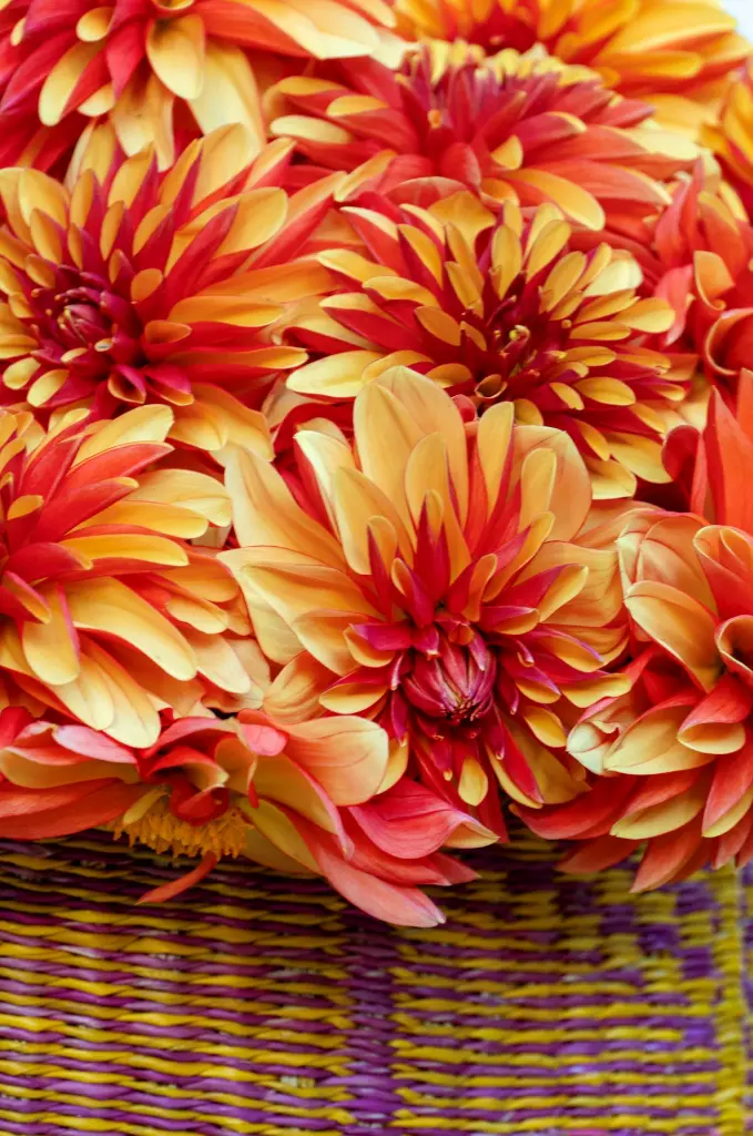 Dahlia-Japlou (ibulb 251254).webp