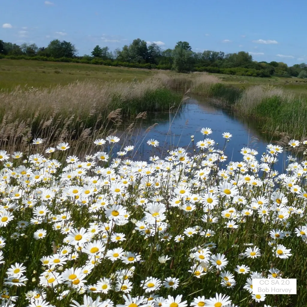 Leucanthemum-vulgare (CC SA 2.0 Bob Harvey 4514591) (1).webp