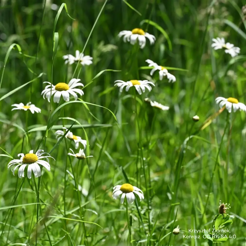 Leucanthemum-vulgare (Krzysztof Ziarnek, Kenraiz CC BY-SA 4.0, id=148963727_kz06).webp