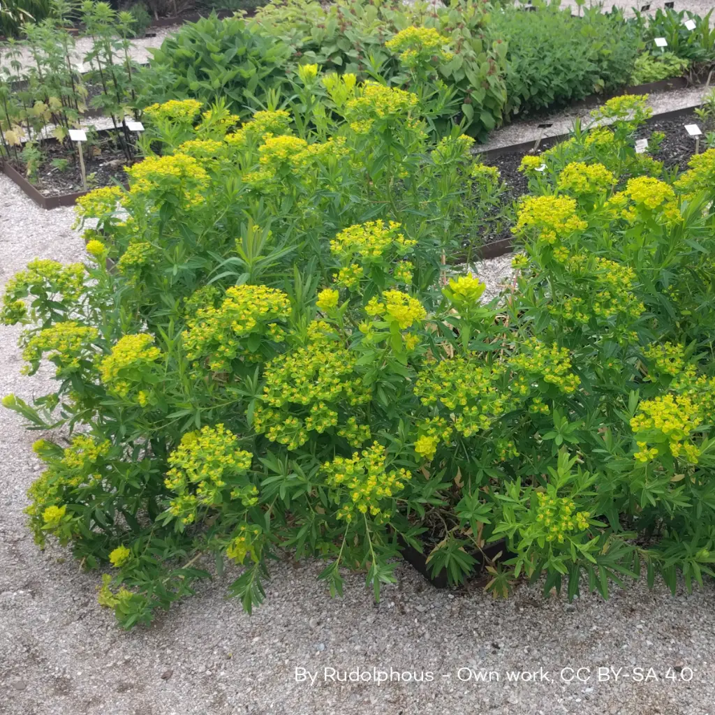 B8088 Euphorbia palustris (WikiCommons) 2.webp