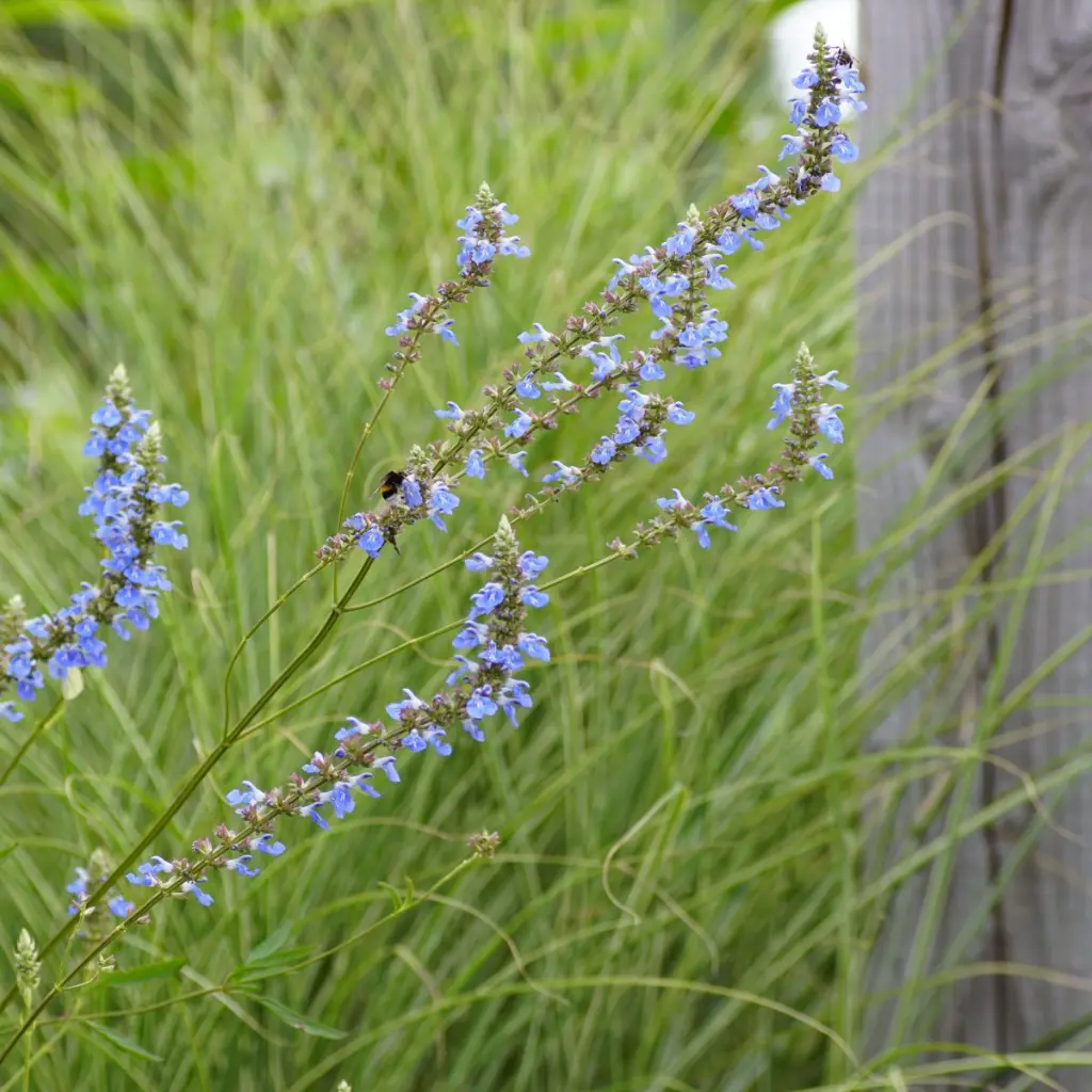 Salvia-uliginosa DSC05698 1x1.webp