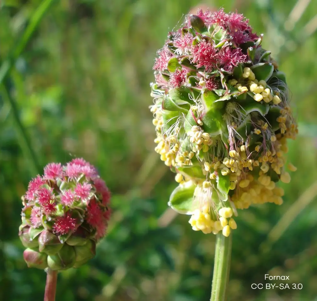 Sanguisorba-minor (Fornax CC BY-SA 3.0 id=4041200).webp